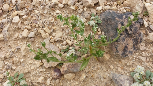 Image of Altered Andesite Popcornflower (Plagiobothrys glomeratus) by (c) rickr, some rights reserved (CC BY)