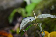 Bayadera brevicauda