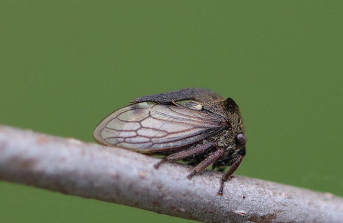 Paprastoji Kuprotoji Cikada nuotrauka