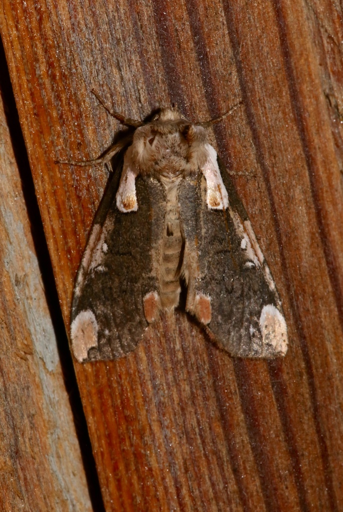 Dogwood Thyatirid