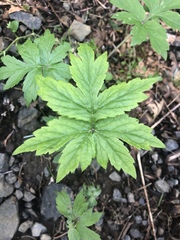 Hydrophyllum tenuipes