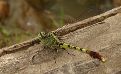 Arigomphus submedianus