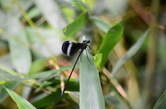 Psolodesmus mandarinus mandarinus