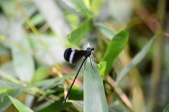 Psolodesmus mandarinus mandarinus