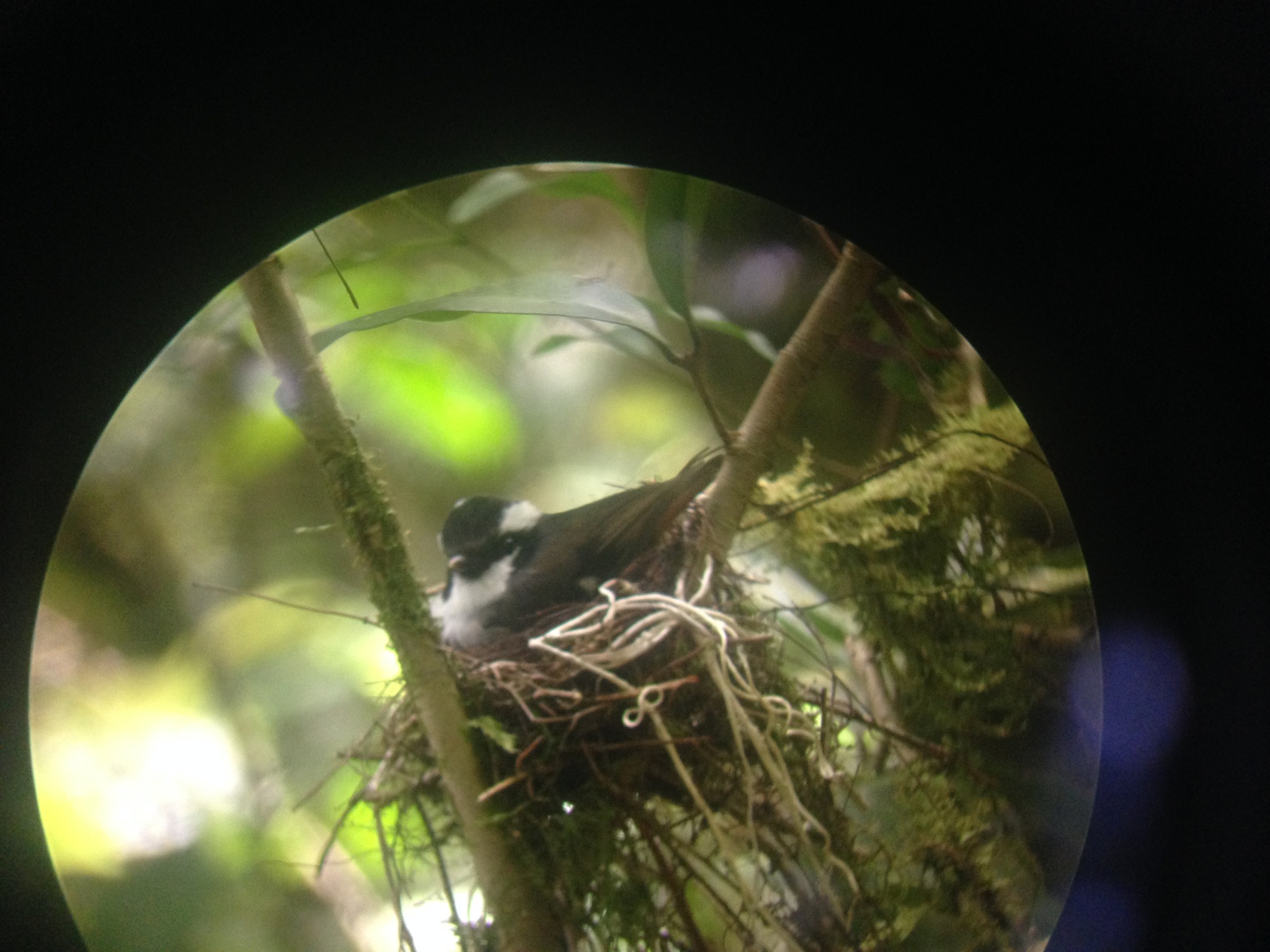 Black-capped Robin (Heteromyias armiti), photo 1