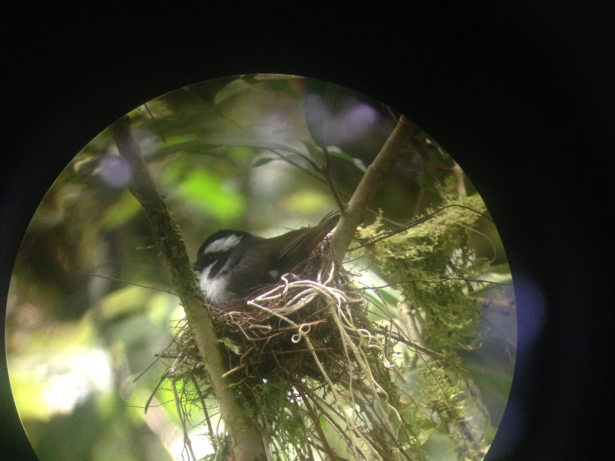 Black-capped Robin (Heteromyias armiti), photo 2