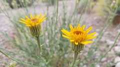 Adenophyllum cooperi