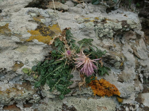 Image of Centaurea raphanina by (c) Daniel Cahen, some rights reserved (CC BY)
