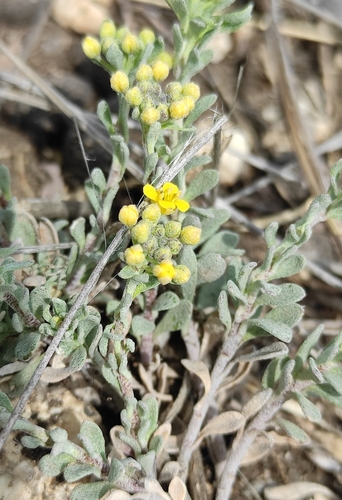 Odontarrhena obovata, photograph 5