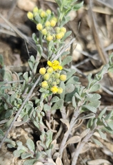 Юлия, CC BY, iNaturalist via GBIF Odontarrhena obovata, photograph Юлия, CC BY, iNaturalist via GBIF