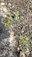 Odontarrhena obovata, photograph Юлия, CC BY, iNaturalist via GBIF