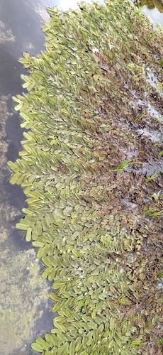 Salvinia oblongifolia