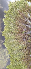 Salvinia oblongifolia