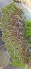 author not stated, no rights reserved Salvinia oblongifolia, photograph author not stated, no rights reserved