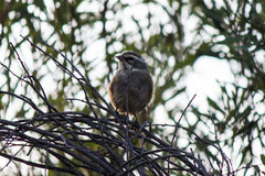 Emberizidae
