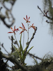 Encyclia bractescens