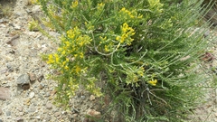 Tetradymia glabrata