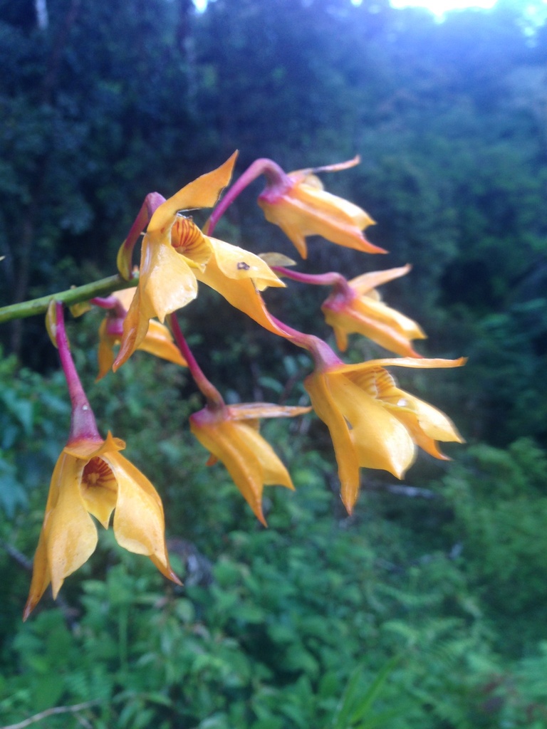Dendrobium montis-yulei Kraenzl.