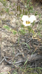 Calochortus bruneaunis