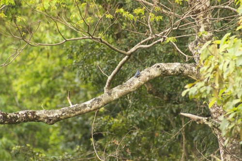 Velvet-fronted Nuthatch (Sitta frontalis), photo 8