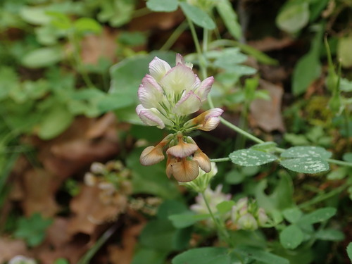 Image of Trifolium grandiflorum by (c) Daniel Cahen, some rights reserved (CC BY)