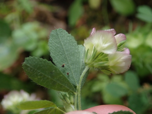 Image of Trifolium grandiflorum by (c) Daniel Cahen, some rights reserved (CC BY)