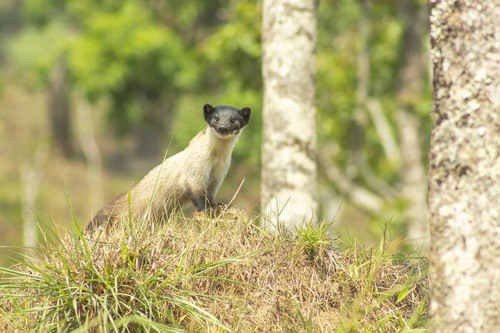 Indian Yellow-throated Marten (Martes flavigula flavigula)