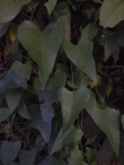 Aristolochia triangularis