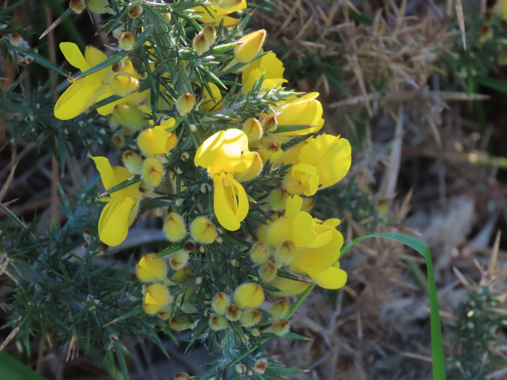 gorse from Paraparaumu Beach, Paraparaumu, New Zealand on April 28 ...