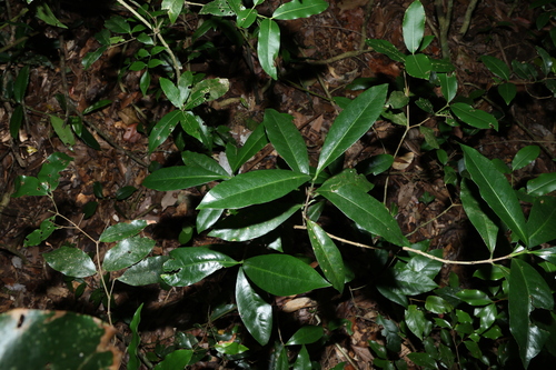 Image of Ixora beckleri by (c) Greg Tasney, some rights reserved (CC BY-SA)
