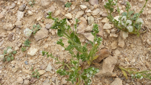 Image of Altered Andesite Popcornflower (Plagiobothrys glomeratus) by (c) rickr, some rights reserved (CC BY)