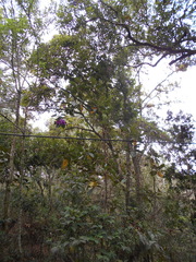 Meriania nobilis