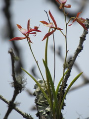 Encyclia bractescens