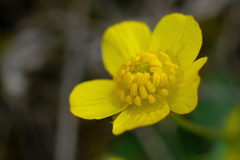 Ranunculus polyrhizos