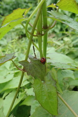 Coelophora bissellata