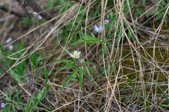 Anemonoides caerulea
