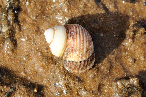 Euchelus atratus