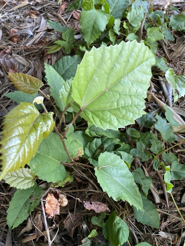 Kangaroo Vine (Cissus antarctica)