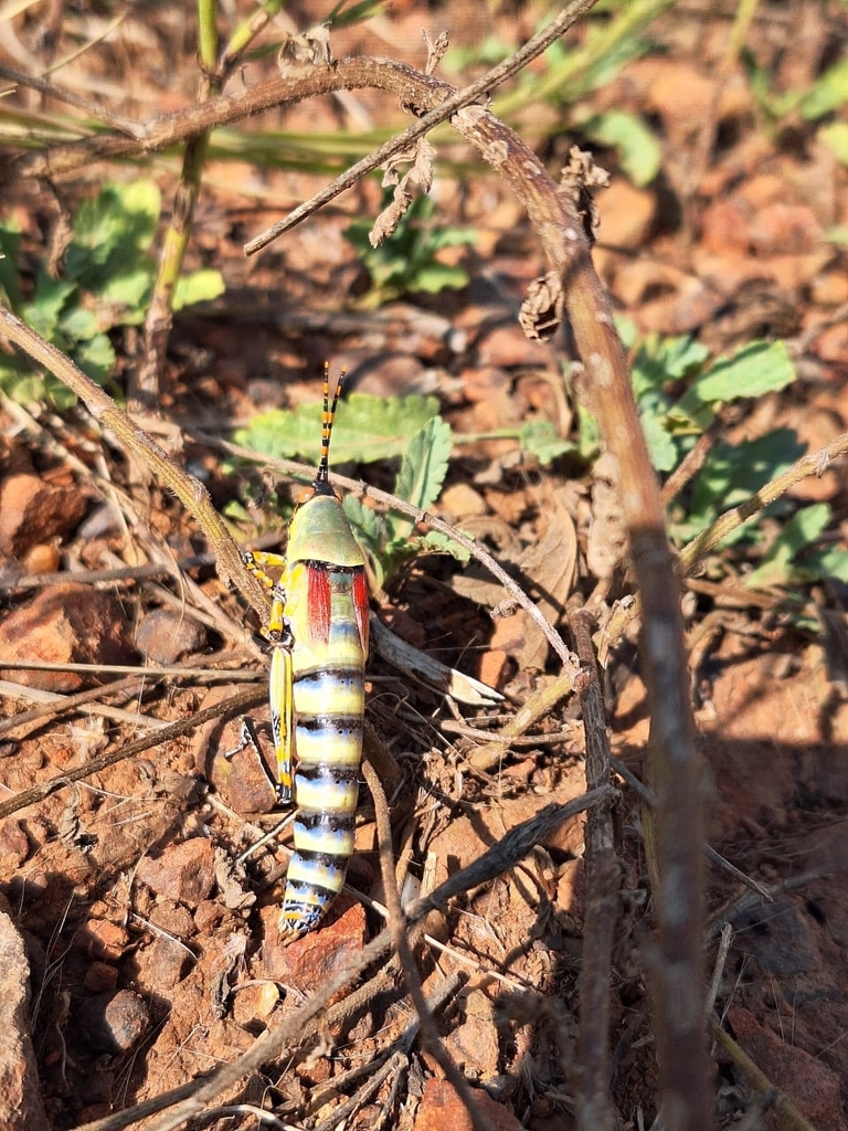 Elegant grasshopper from JB Marks Local Municipality, South Africa on ...