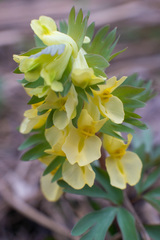 Corydalis bracteata
