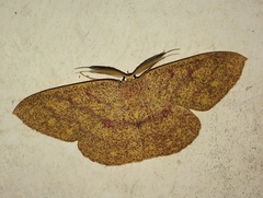 Cyclophora gigantula