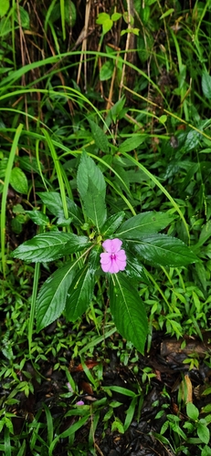 Image of Impatiens platypetala by (c) Octavianti Shanna, some rights reserved (CC BY)