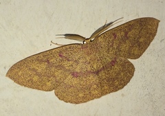 Cyclophora gigantula