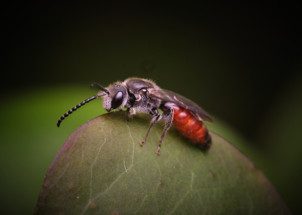 Sphecodes pecosensis
