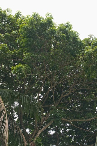 St. Martin Rouge (Andira coriacea)