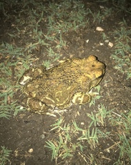 Peltophryne peltocephala