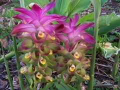 Curcuma longa