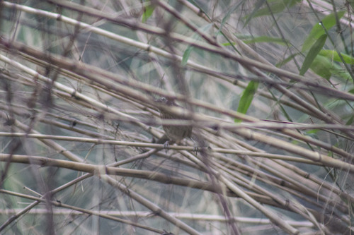 Spiny Babbler (Turdoides nipalensis), photo 3