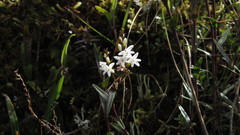 Epidendrum fimbriatum