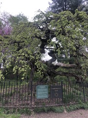 Ulmus glabra camperdownii
